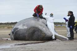 إنقاذ حيتان كبيرة في جزيرة سومطرة الإندونيسية