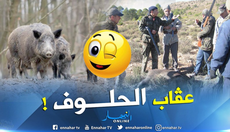 15 حملة صيد تقضي على 145 خنزير بالعاصمة