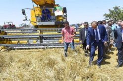 إلغاء الدعم لمادة الشعير يستجيب لمواجهة المضاربين