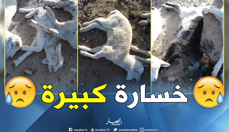 موالو بيطام بباتنة يستغيثون الوزير..”مواشينا تضيع منا ونحن لانملك حلا”