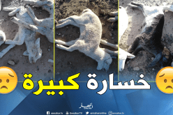 12 مليون دينار خسائر الحمى القلاعية وطاعون المجترات