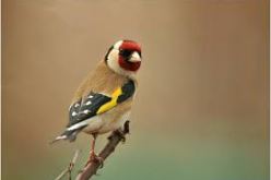 حجز 300  طائر من نوع الحسون بتلمسان