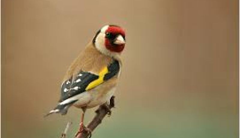 حجز 300  طائر من نوع الحسون بتلمسان