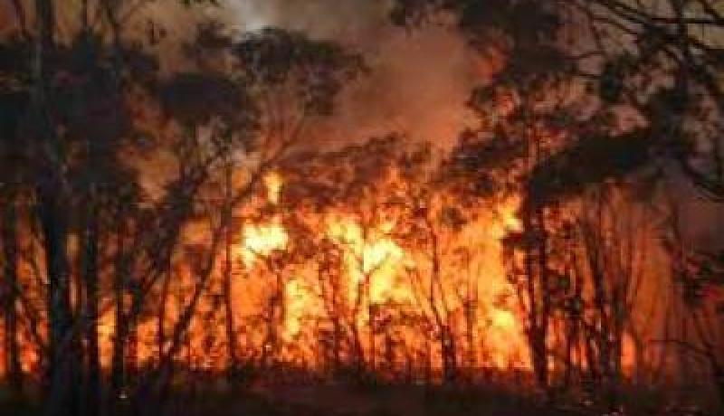 إتلاف أزيد من 300 هكتار جراء الحرائق في ظرف شهر بتلمسان