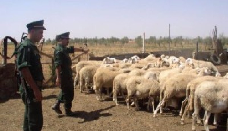 الــــدرك يحجـز مئات الأضاحــــي ويحوّلهــــا علــــى الجمعيــــات الخيريــــة