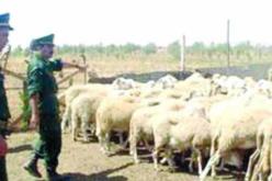 تفكيك 20 عصابة مختصة في سرقة المواشي خلال 2013