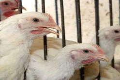 نقيب البيطريين : يؤكد وصول فيروس قاتل للطيور إلى مصر