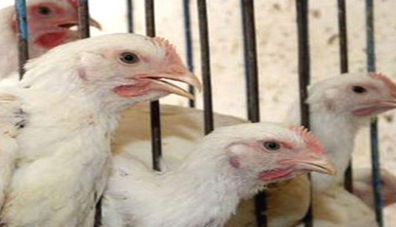 نقيب البيطريين : يؤكد وصول فيروس قاتل للطيور إلى مصر