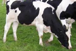 انطلاق عملية تعويض المربين المتضررين من مرض الحمى القلاعية بالبويرة