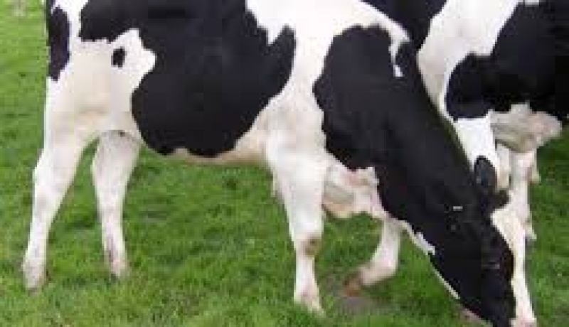 انطلاق عملية تعويض المربين المتضررين من مرض الحمى القلاعية بالبويرة