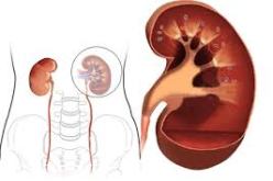 سلال يلح على بناء شراكة مع مختصين أجانب في ميدان البحث في أمراض الكلى و المسالك البولية