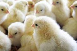 إتلاف 7 ألاف كتكوتا في حريقين ببلديتي حجاج وفرناكة بولاية مستغانم