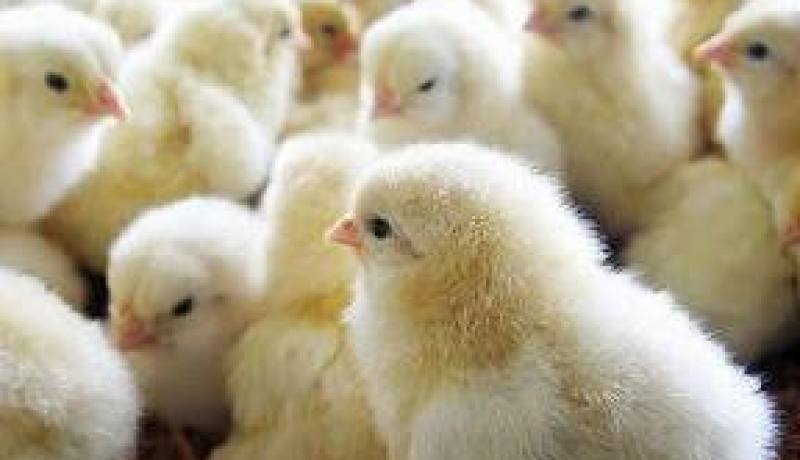 إتلاف 7 ألاف كتكوتا في حريقين ببلديتي حجاج وفرناكة بولاية مستغانم