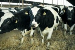 تسجيل حالات إصابة بالحمى القلاعية بغرب العاصمة