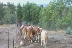 مربو البقر في تيزي وزو مدعوون إلى تطهير مزارعهم قبل تعويضهم