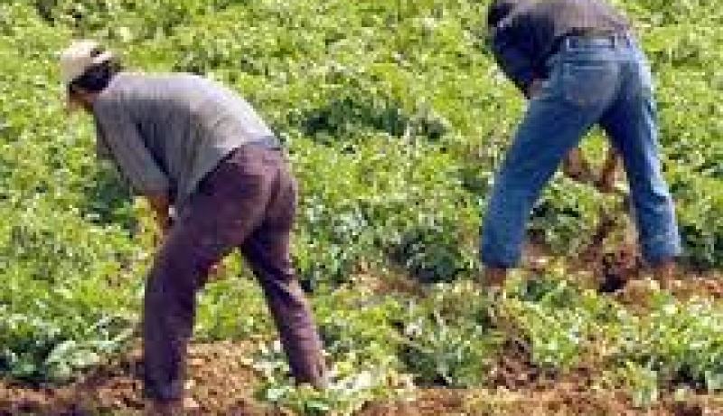 مديرية الاراضي تؤكد أن 131 فلاحا لم يودعوا ملفات الإمتياز بعين تموشنت
