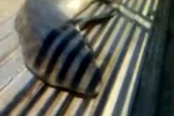 بالفيديو: سمكة القرش التي تم العثور في أحد شواطئ بومرداس