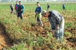 وزارة الفلاحة تكشف عن برنامج خماسي لاستدراك تأخر الصناعات التحويلية في استيعاب المنتجات الفائضة