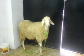 بالفيديو.. نداء لحملة تنظيف واسعة عبر ولايات الوطن في عيد الأضحى