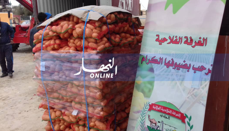 بالصور .. أول شحنة بطاطا بيولوجية تصدر لفرنسا بالوادي