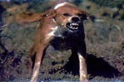 كلب مسعور يعض خمسة أشخاص ببوغني في تيزي وزو