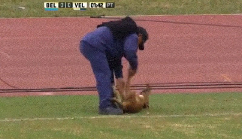 شاهد .. كلب يضفي مسحة فكاهة على مباراة في كرة القدم