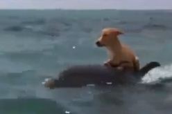 فيديو أكثر من رائع لوفاء بين كلب ودلفين