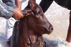 بالفيديو  عمانيون يصطادون الأبقار من البحر