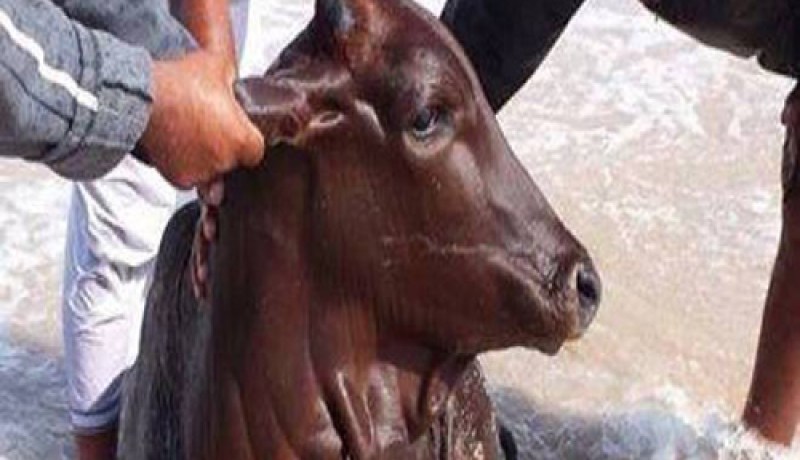 بالفيديو عمانيون يصطادون الأبقار من البحر