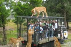 محامي أمريكي يطالب بمنح الحيوان حقوق الانسان المسلوبه