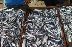 حجز 30 قنطارا من الأسماك الفاسدة الموجهة للتهريب برام السوق في الطارف