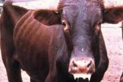 تلقيح 7.900 رأس من الأبقار ضد الحمى القلاعية في معسكر