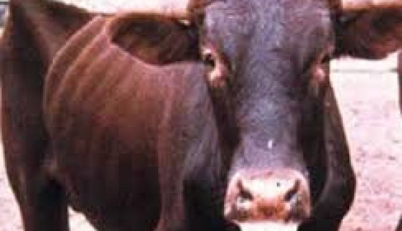 تلقيح 7.900 رأس من الأبقار ضد الحمى القلاعية في معسكر