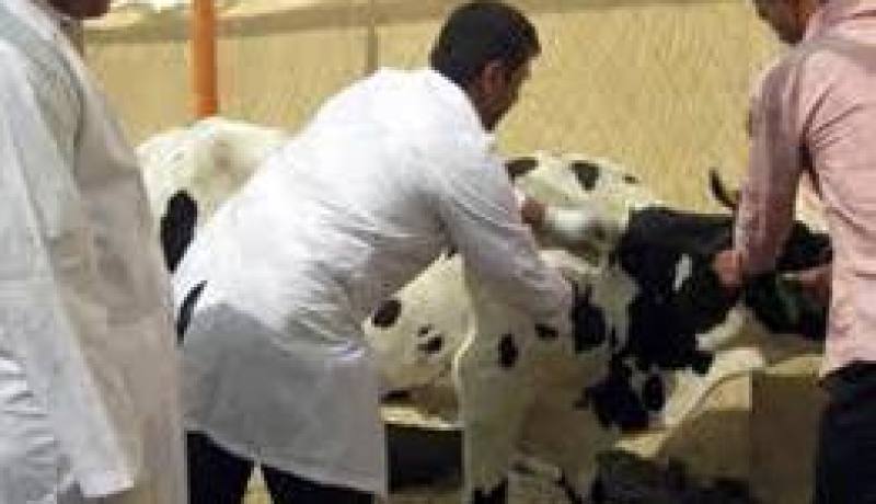 اكتشاف 6 بؤر مؤكدة للإصابة بالحمى القلاعية بولاية ميلة