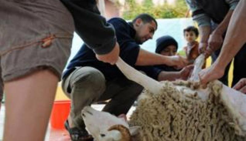 بمناسبة عيد الأضحى..وزارة الصحة تطلق عبر موقعا تحذيرا حول الكيس المائي