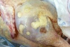 حجز 70 كلغ من الدجاج الفاسد واللحم المفروم في عين تيموشنت خلال يومين