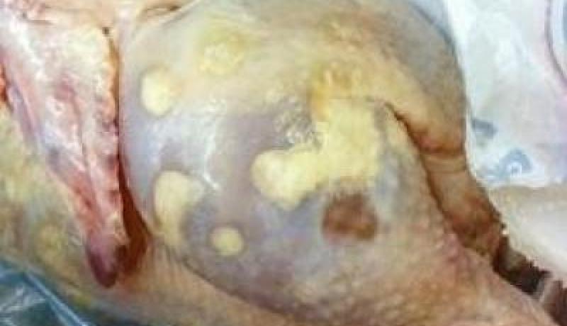حجز 70 كلغ من الدجاج الفاسد واللحم المفروم في عين تيموشنت خلال يومين