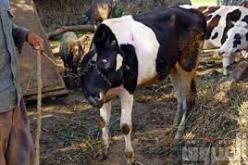 إصابة حوالي 1620 رأس بقر بالحمى القلاعية في تيزي وزو