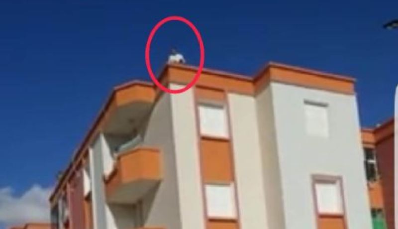 مقصى من السكن يعتلي عمارة ويحاول الانتحار برفقة ابنته في “الجزار” بباتنة