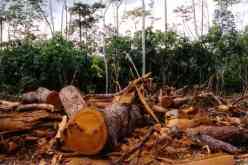 توقيف 12 شخصا بالطارف بسبب جرائم ضد الغابات