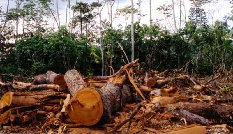 توقيف 12 شخصا بالطارف بسبب جرائم ضد الغابات