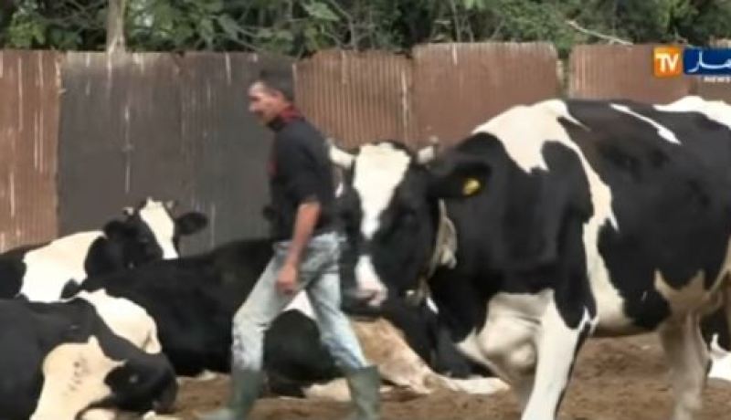بالفيديو هذه هي تفسيرات منتجي الحليب لندرة هذه المادة في الأسواق