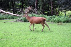 جهود لإنقاذ الأيل البربري من الزوال على يد الصيادين العشوائيين