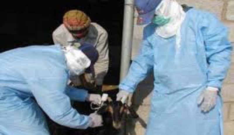 وزارة الفلاحة تشرع في توزيع 900 ألف لقاح مضاد للحمى القلاعية