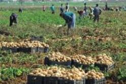 ارتفاع معتبر لرقم أعمال الصندوق الوطني للتعاضد الفلاحي في 2013 بـ 22 بالمائة