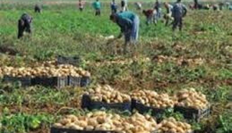 ارتفاع معتبر لرقم أعمال الصندوق الوطني للتعاضد الفلاحي في 2013 بـ 22 بالمائة