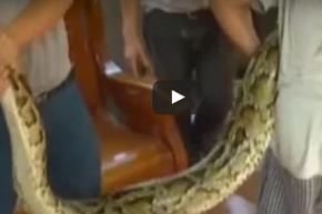 بالفيديو.. ثعبان عملاق يبتلع معزاة كاملة