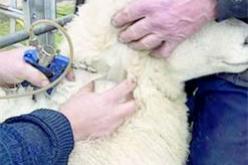 حملة تلقيح مجانية واسعة ضد الحمى القلاعية  في الطارف