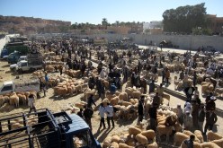 والي غرداية: لا وجود لأي إصابة بالحمى القلاعية في الولاية وتم غلق كل أسواق الماشية