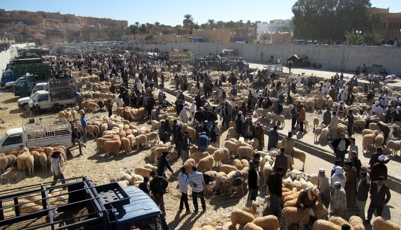 والي غرداية: لا وجود لأي إصابة بالحمى القلاعية في الولاية وتم غلق كل أسواق الماشية